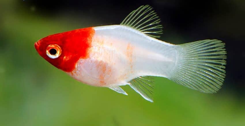 Xiphophorus maculatus Platy Coral Kohaku