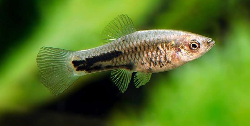 Xiphophorus meyeri