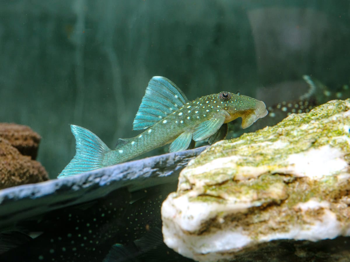 Hemiancistrus sp. - L 128 Blauer Phantomwels, WF