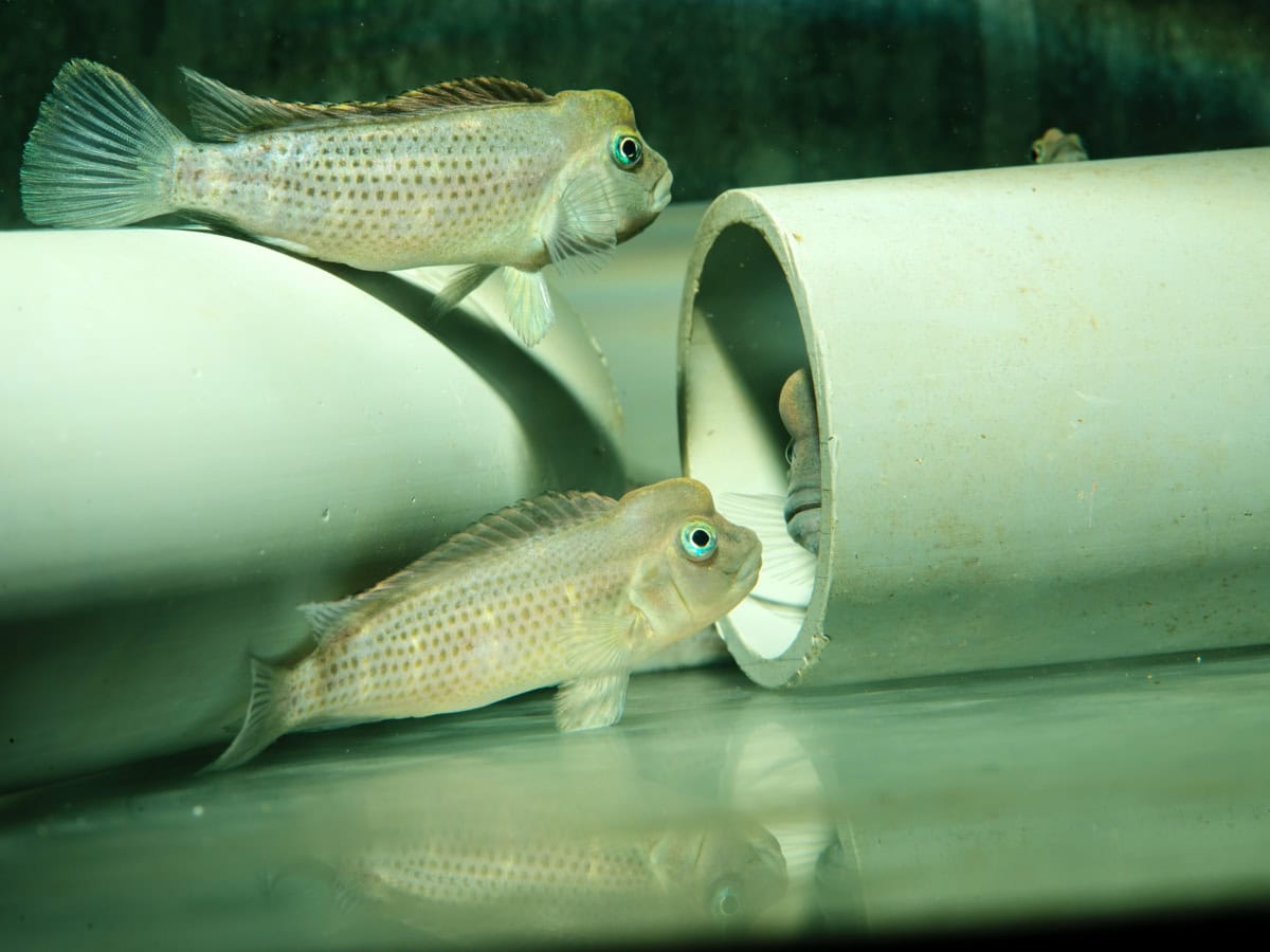 Steatocranus casuarius - Buckelkopfbuntbarsch, DNZ