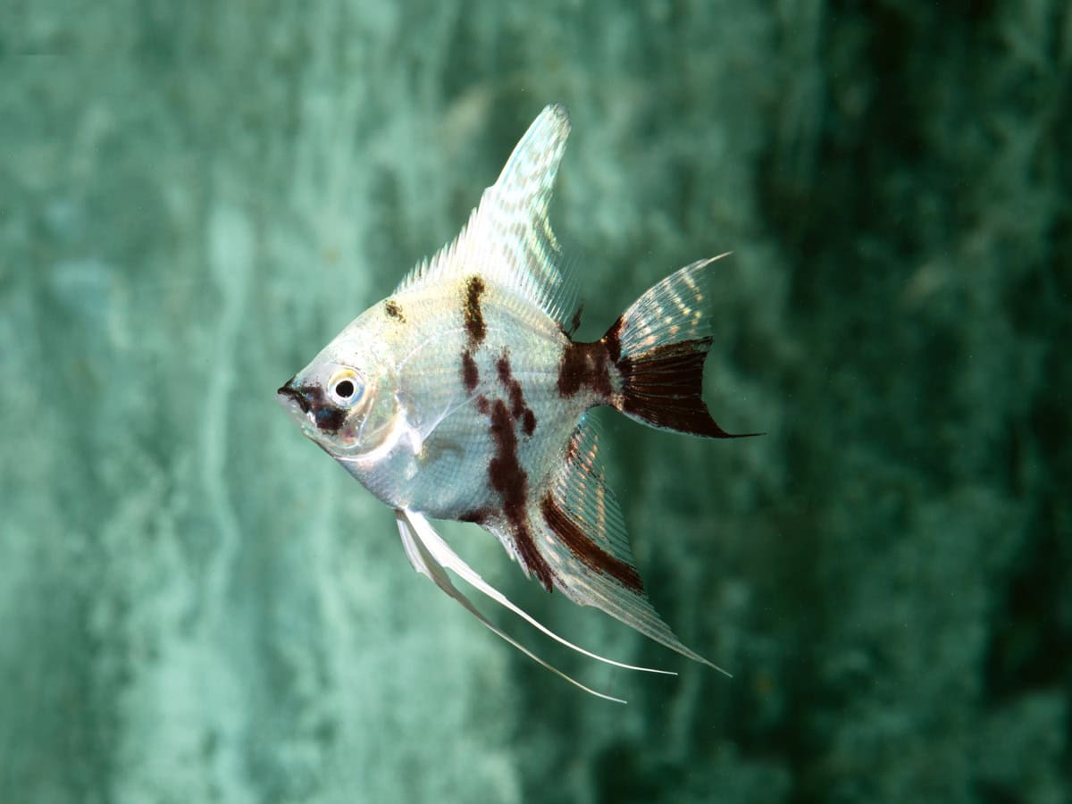 Pterophyllum scalare "Platin-Marmor" - Skalar-Platin-Marmor, BIO SEC