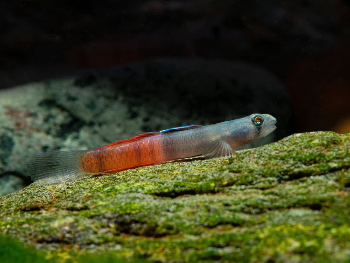 Sicyopus zosterophorus - Flammenpfeil-Grundel, WF-RARITÄT