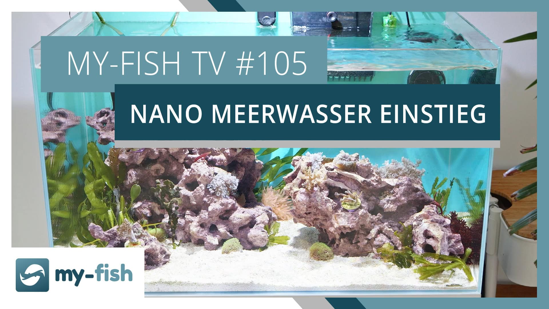 my-fish TV #105: Nano Meerwasser Aquarium mit wenig Technik