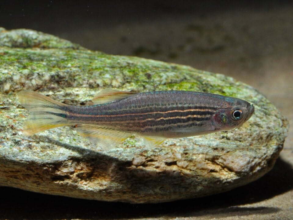 Danio quagga/"kyathit" - Orangeflossen-Zebrabärbling, WF