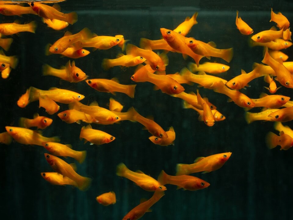 Poecilia sphenops "Gold" - Goldmolly, BIO SEC