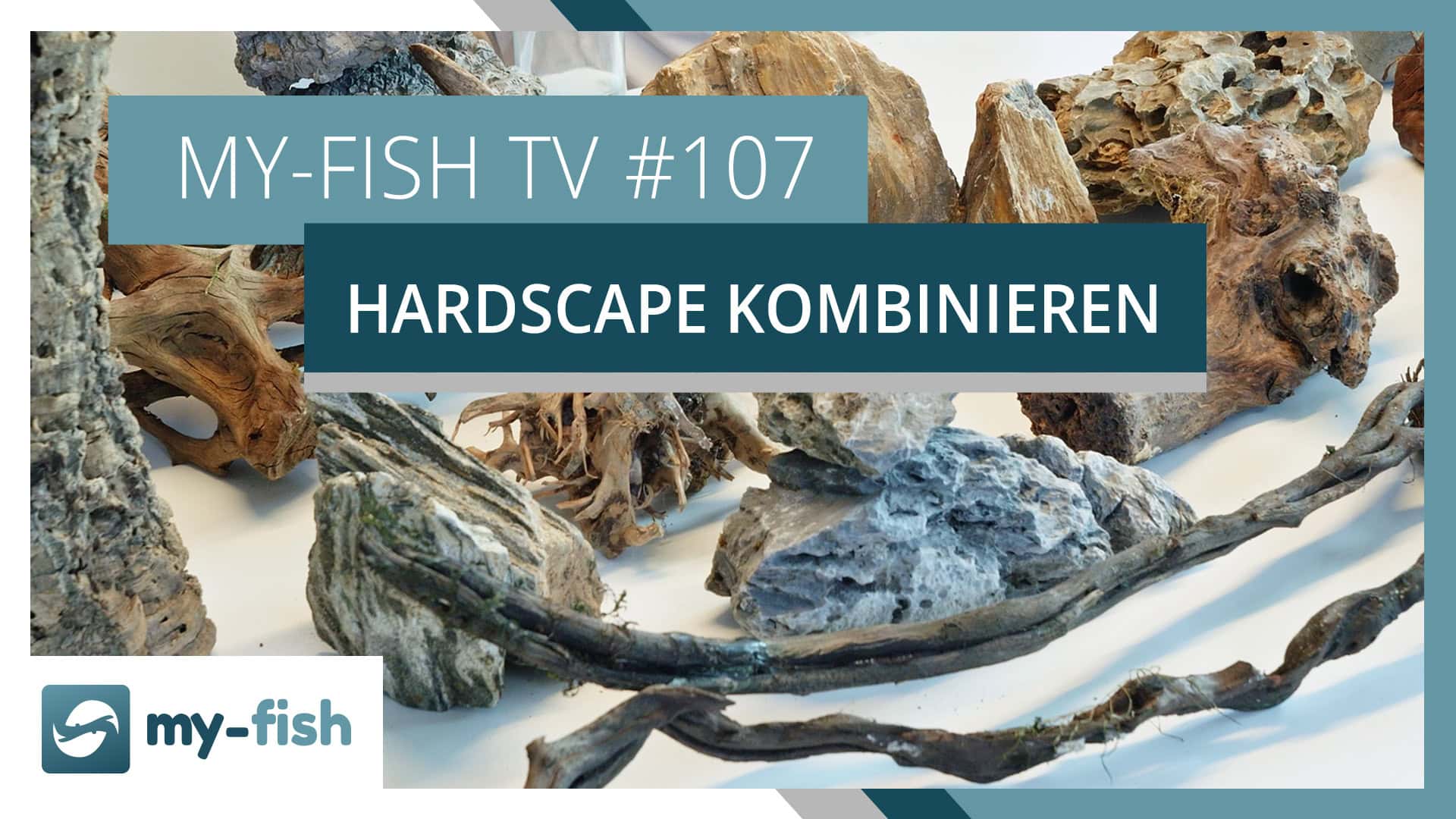 my-fish TV #107: Welches Hardscape lässt sich gut kombinieren?