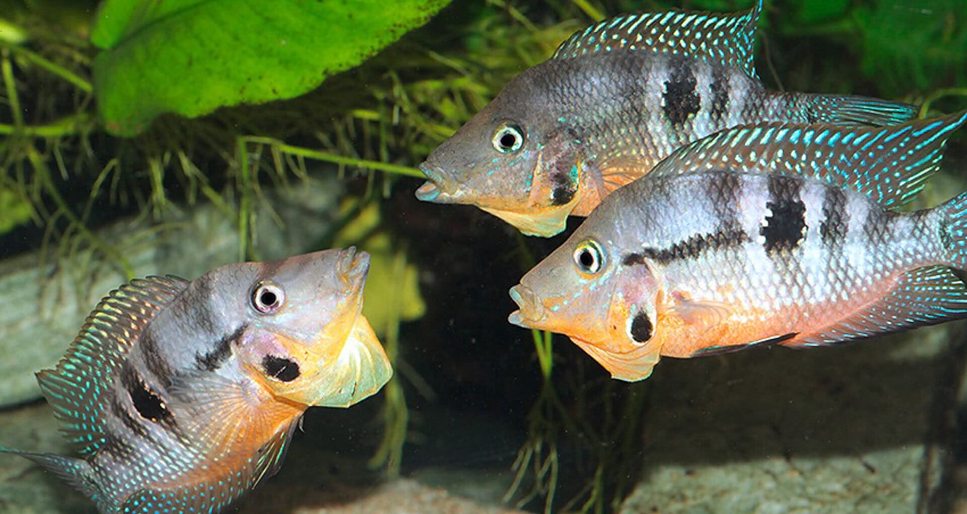 Thorichthys affinis