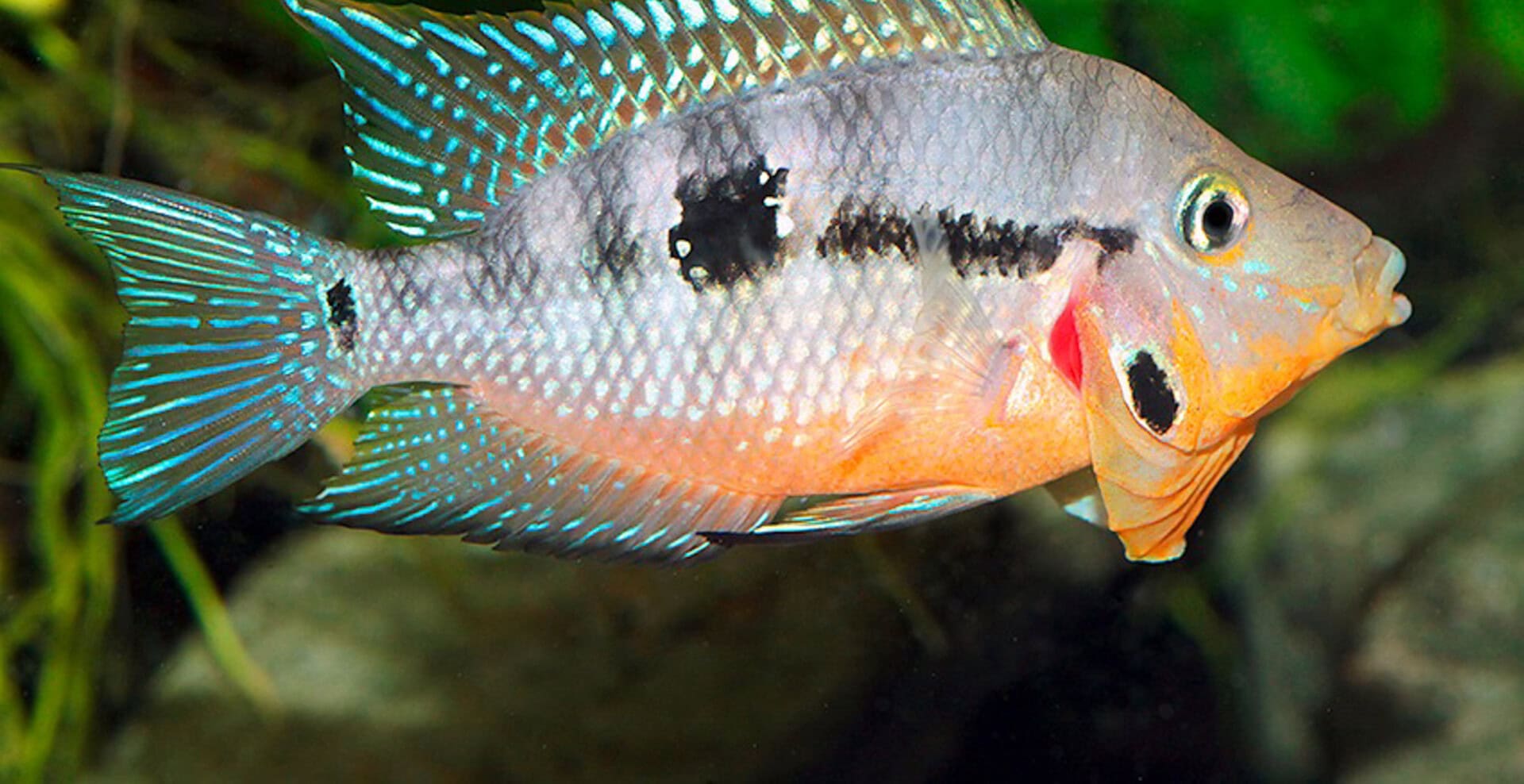 Thorichthys affinis