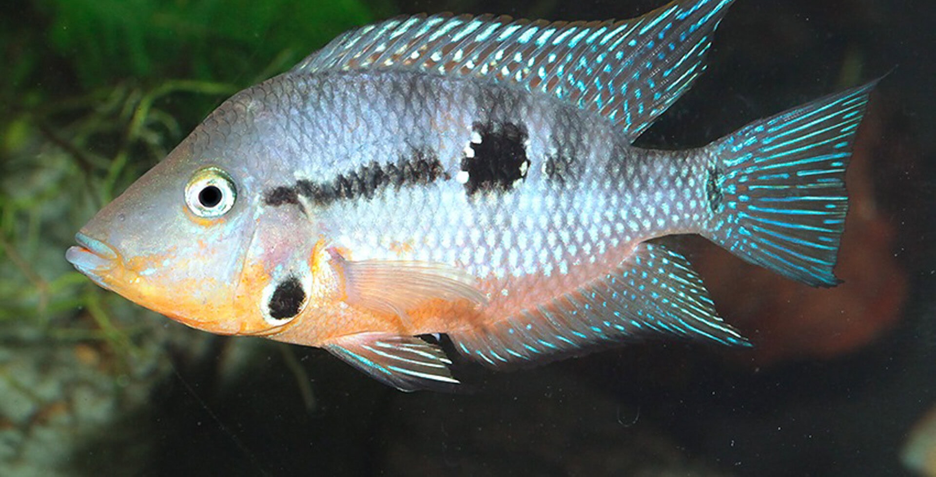 Thorichthys affinis