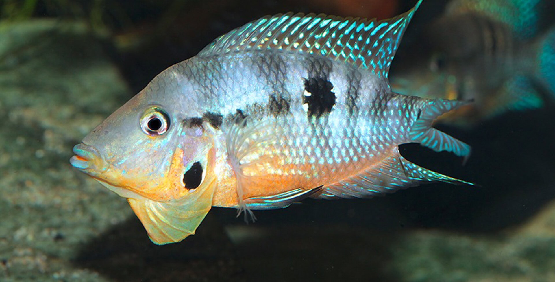 Thorichthys affinis