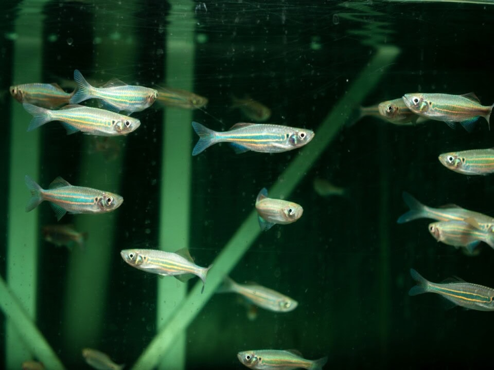 Devario regina - Königs-Bärbling, WF-THA