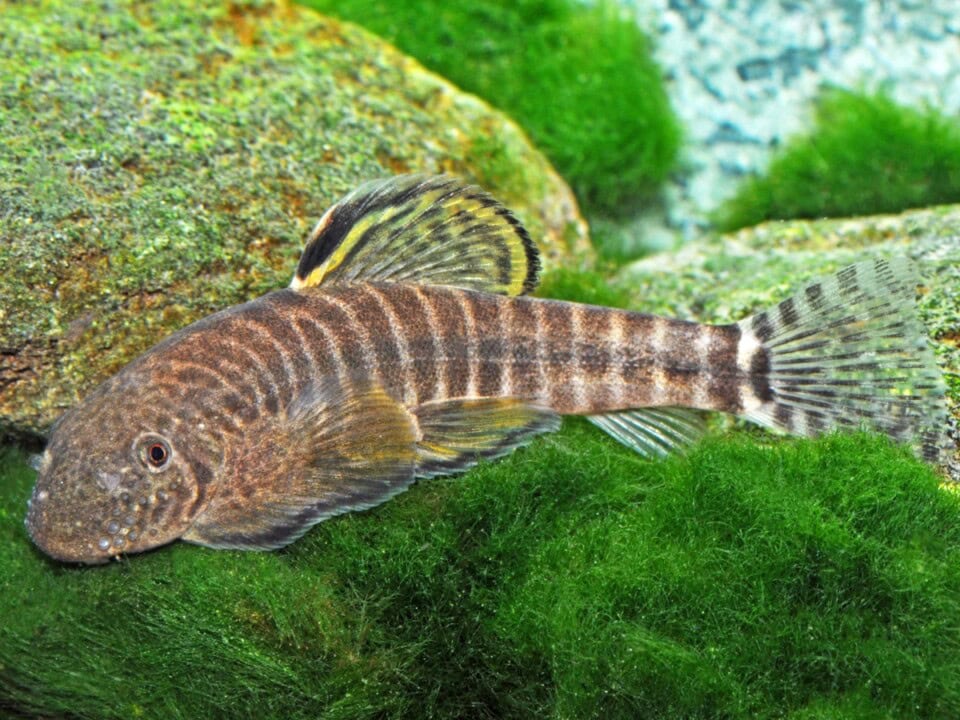 Labigastromyzon changtingensis - Gelbflossen-Zebraflossensauger, WF