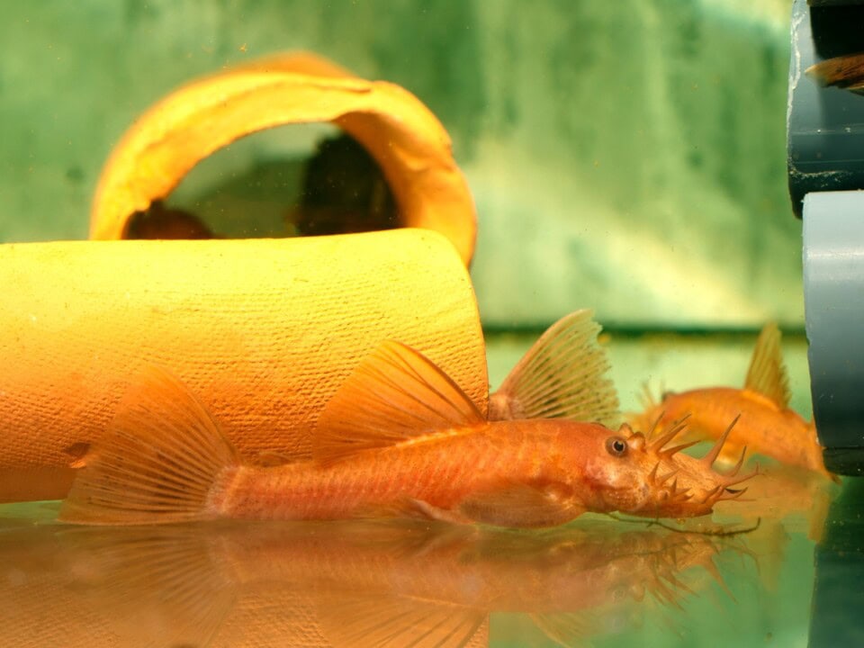 Ancistrus sp. "Rot" - Antennenwels-Rot, EUNZ