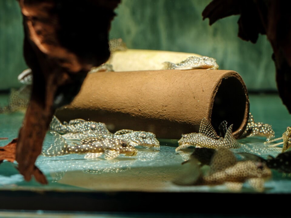 Hypancistrus sp. "L136" - L 136a/b Perlhuhn-Hypancistrus, WF