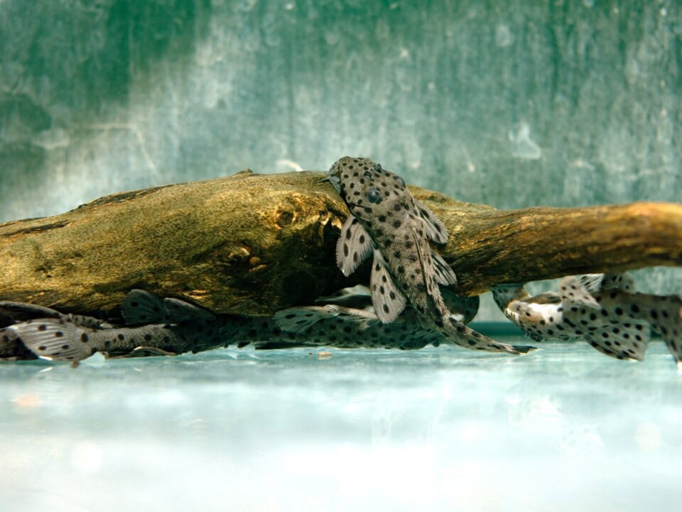 Leporacanthicus joselimai - L 264 Weißspitzen-Rüsselzahn, WF