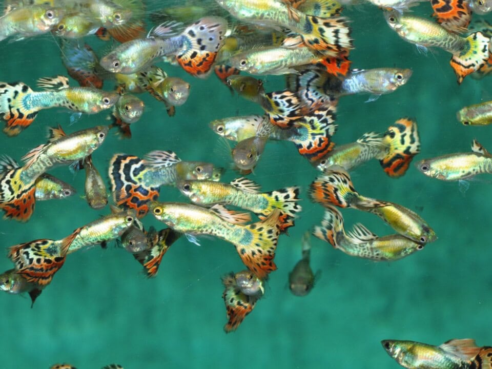 Poecilia reticulata "Gelb-Met.-Leopard" - Guppy-Mann-Gelb-Met.-Leopard, NZ-LKA