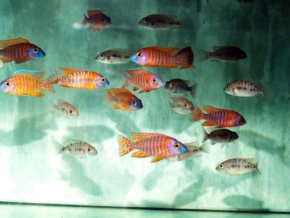 Aulonocara baenschi "Rot-Rubin" (Show) - Kaiserbuntbarsch-Rot-Rubin, Stk., DNZ