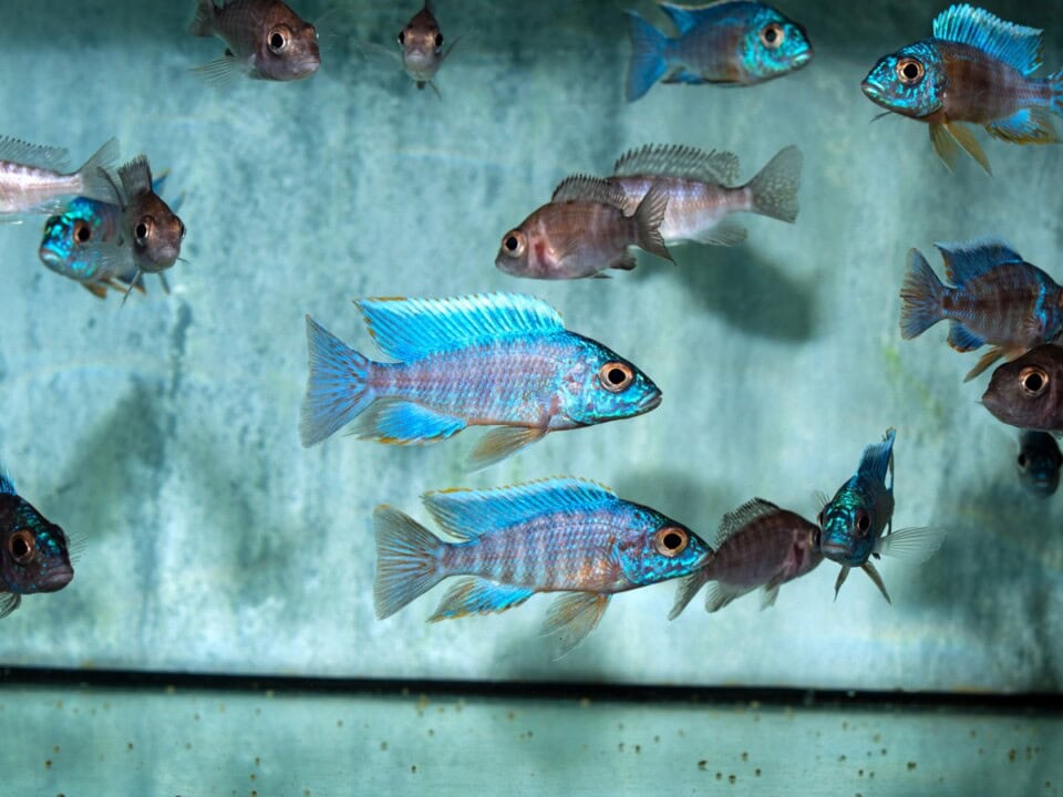 Aulonocara sp. "Türkis" (Show) - Kaiserbuntbarsch-Türkis, Stk., DNZ