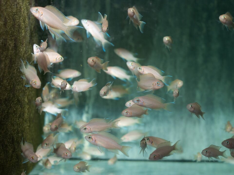 Neolamprologus brichardi - Prinzessin von Burundi, DNZ