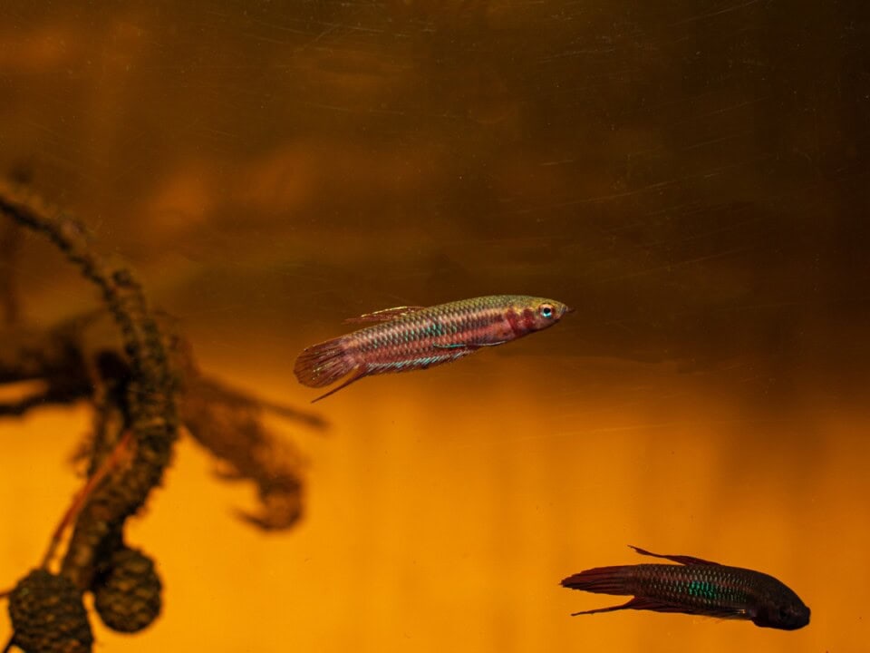 Betta livida - Laubkampffisch (pH