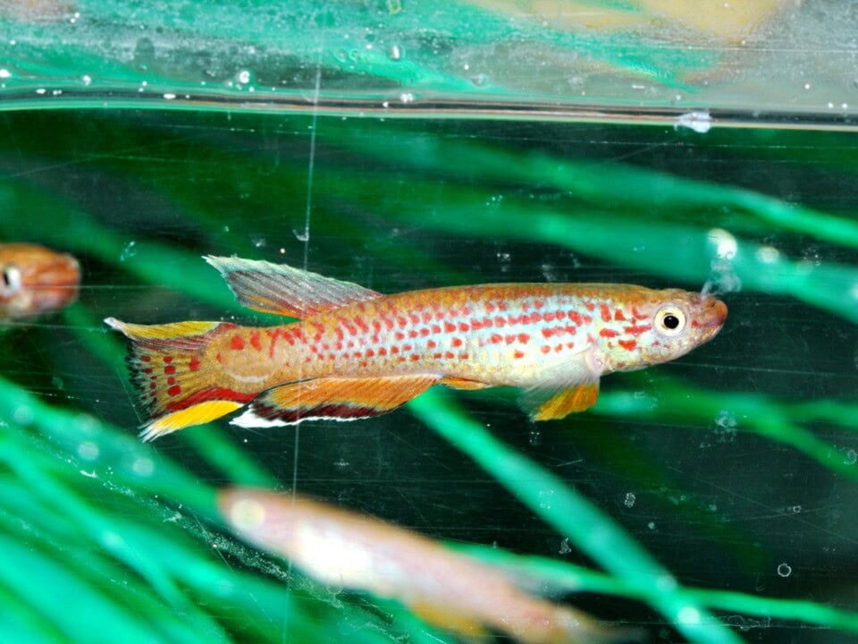 Aphyosemion australe - Kap Lopez, EUNZ