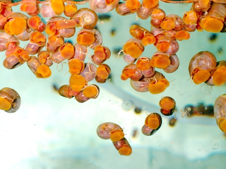 Planorbella duryi "Pink" - Posthornschnecke-Pink, NZ