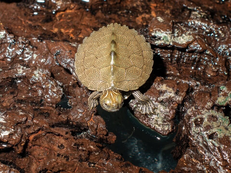 Graptemys pseudogeographica - Mississipi-Höckerschildkröte, NZ