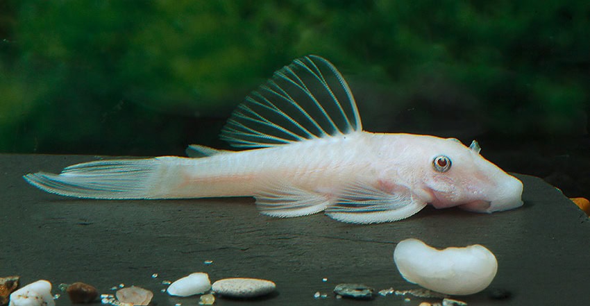 Ancistrus „Snow White“
