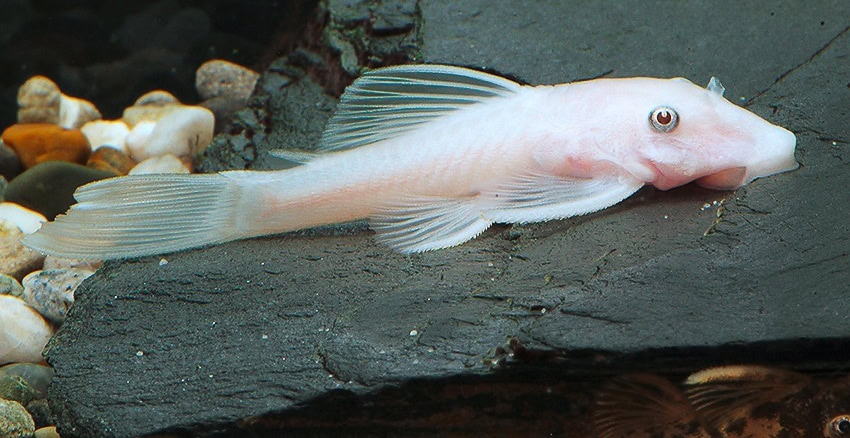 Ancistrus „Snow White“