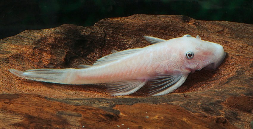 Ancistrus „Snow White“
