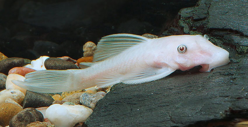 Ancistrus „Snow White“