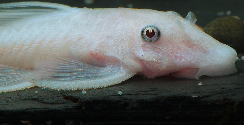 Ancistrus „Snow White“