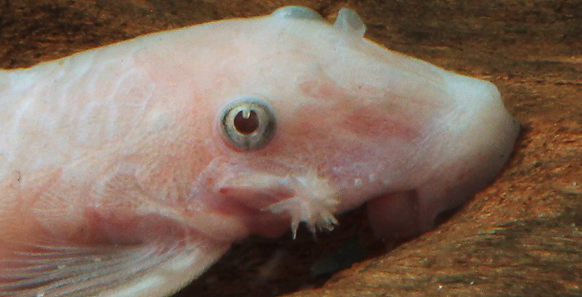 Ancistrus „Snow White“