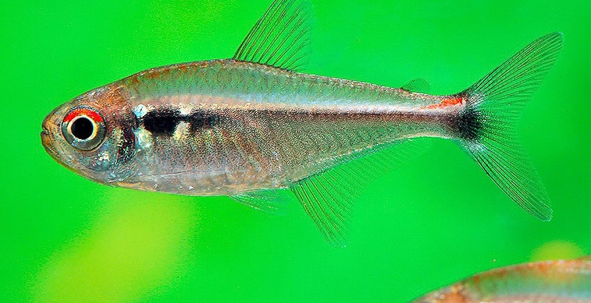 Hyphessobrycon montagi