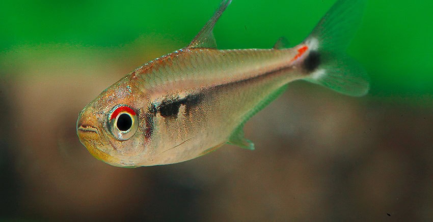 Hyphessobrycon montagi