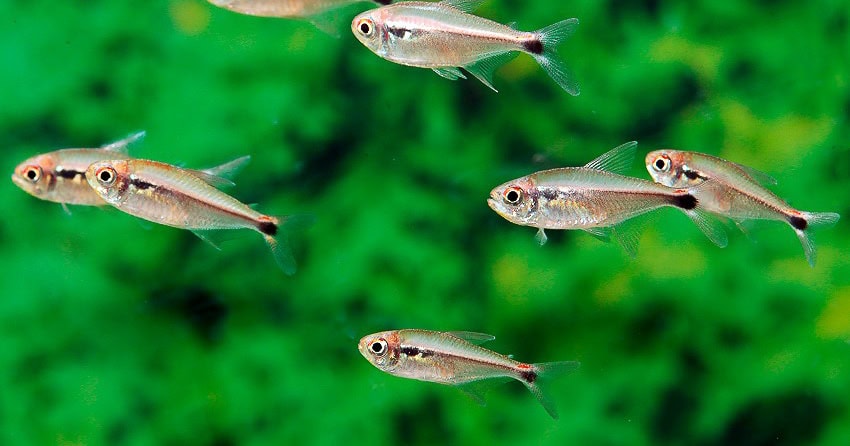 Hyphessobrycon montagi