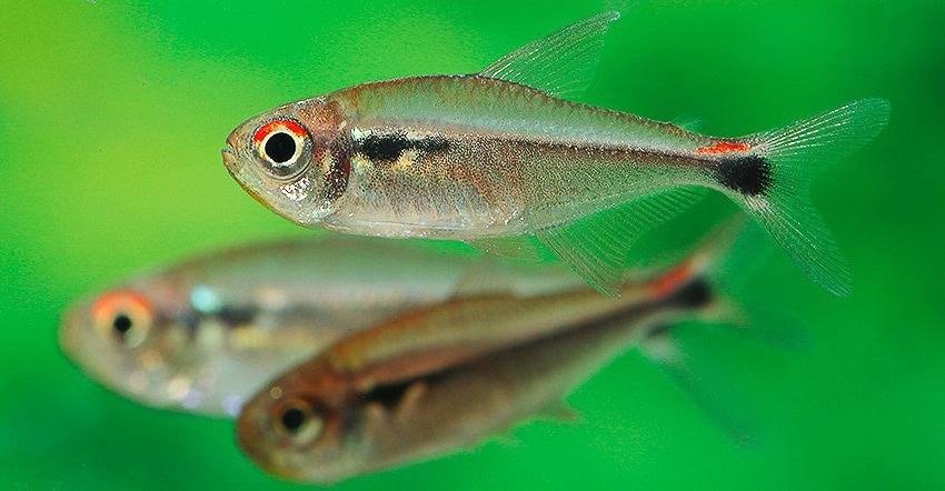 Hyphessobrycon montagi