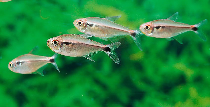 Hyphessobrycon montagi