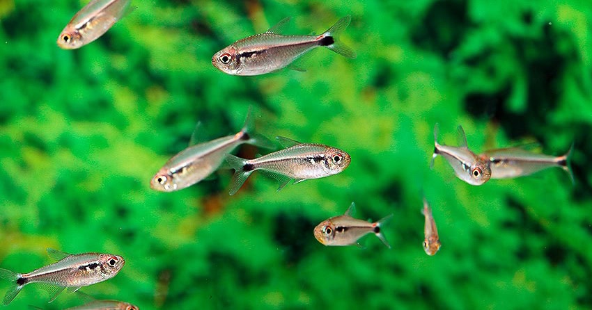 Hyphessobrycon montagi