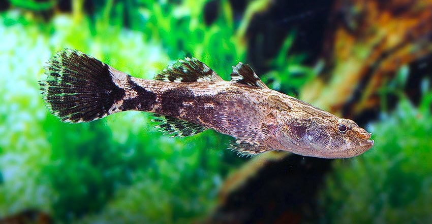 Oxyeleotris marmorata