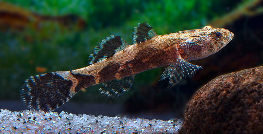 Oxyeleotris marmorata