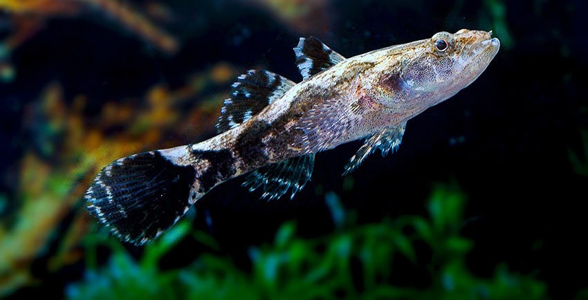 Oxyeleotris marmorata