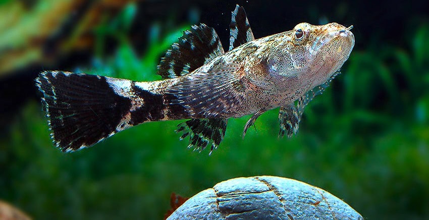 Oxyeleotris marmorata