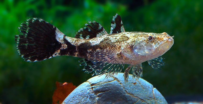 Oxyeleotris marmorata