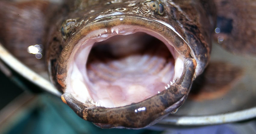 Oxyeleotris marmorata