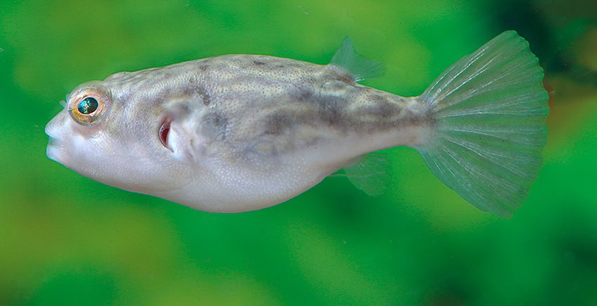 Tetraodon lineatus "Nachzucht"