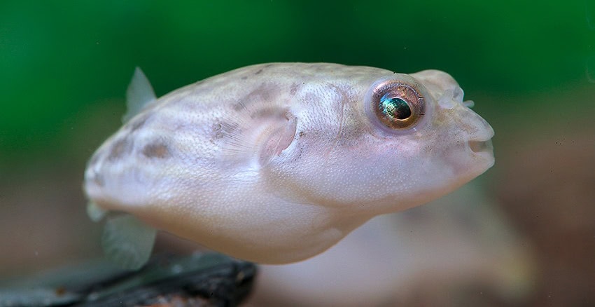 Tetraodon lineatus "Nachzucht"