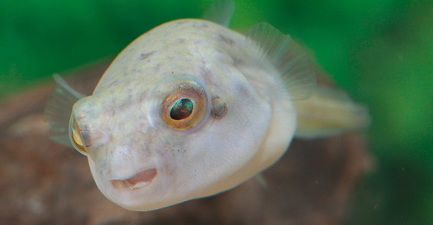 Tetraodon lineatus "Nachzucht"