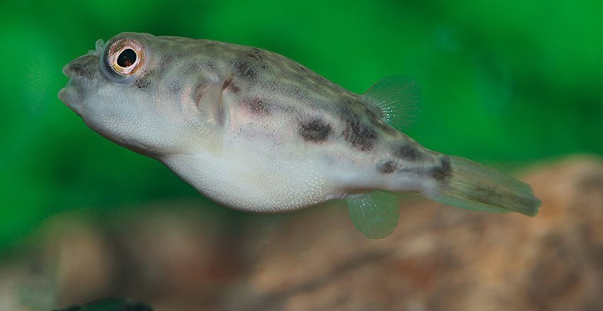 Tetraodon lineatus "Nachzucht"