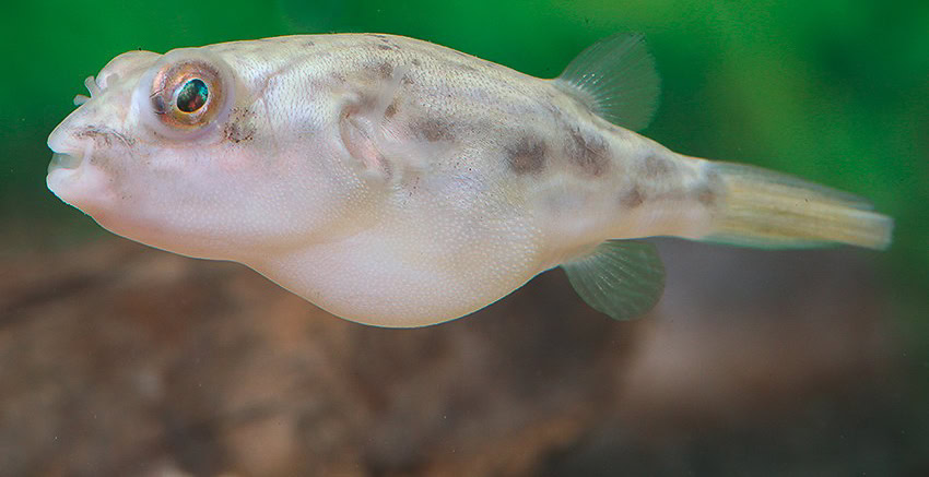 Tetraodon lineatus "Nachzucht"